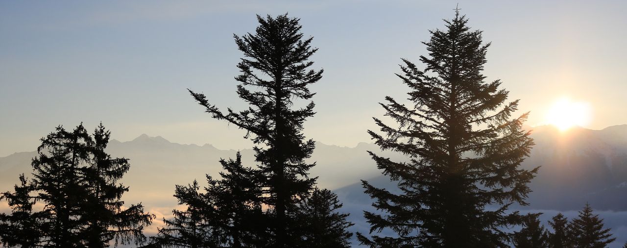 Silhouettes de sapins au coucher du soleil