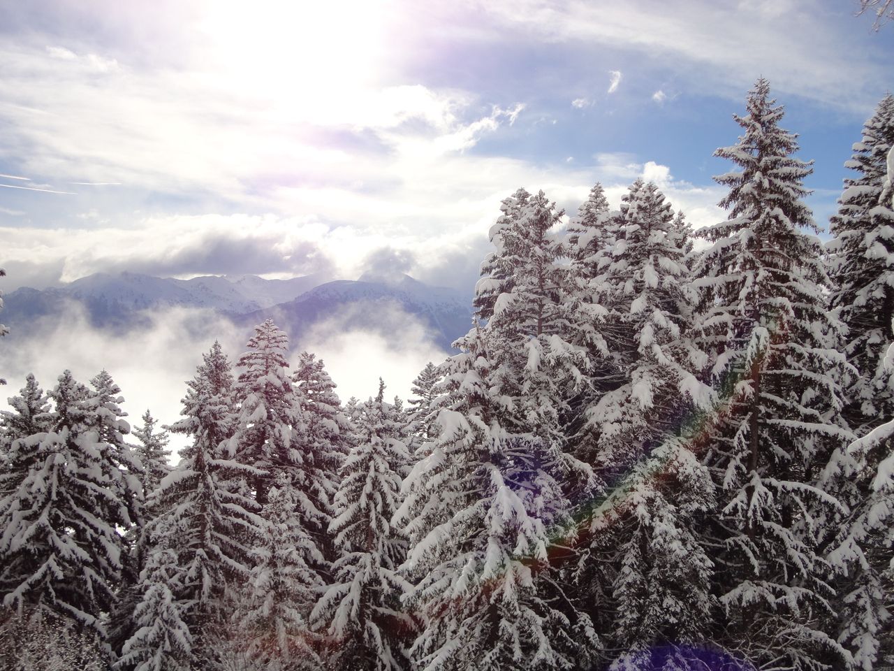 Sapins chargés de neige au-dessus d'une mer de brouillard