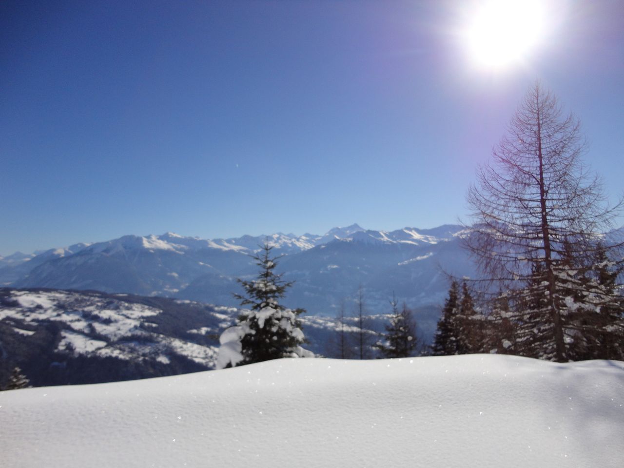 Neige poudreuse et mélèze au soleil, face au panorama des Alpes